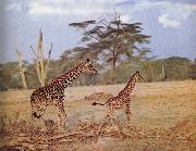 unknow artist The oppna terrangen am failing giraffe favoritmiljo USA oil painting artist